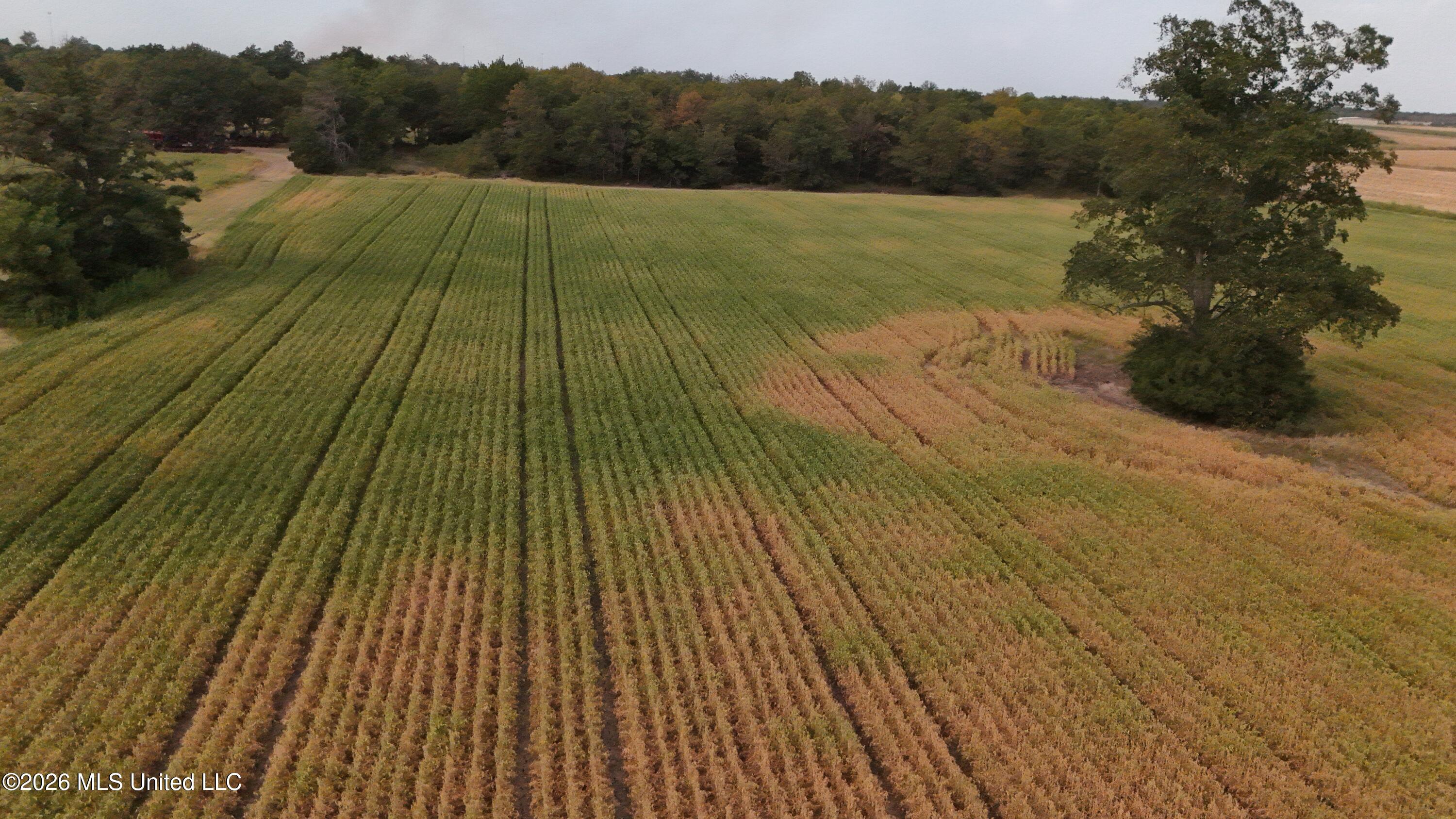 3342 Campbell Road Tutwiler, MS 38963 - Photo 17 of 25 DJI_20260820182423_0571_D
