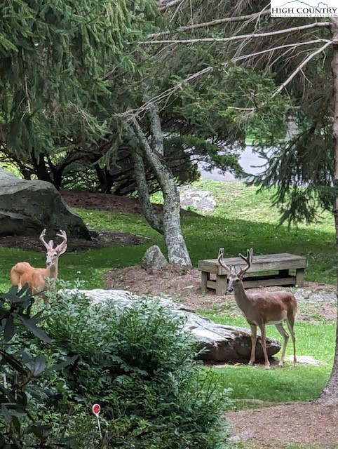 194 Woodwinds Circle Seven Devils, NC 28604 - Photo 49 of 50 a view of a table and chairs in the garden