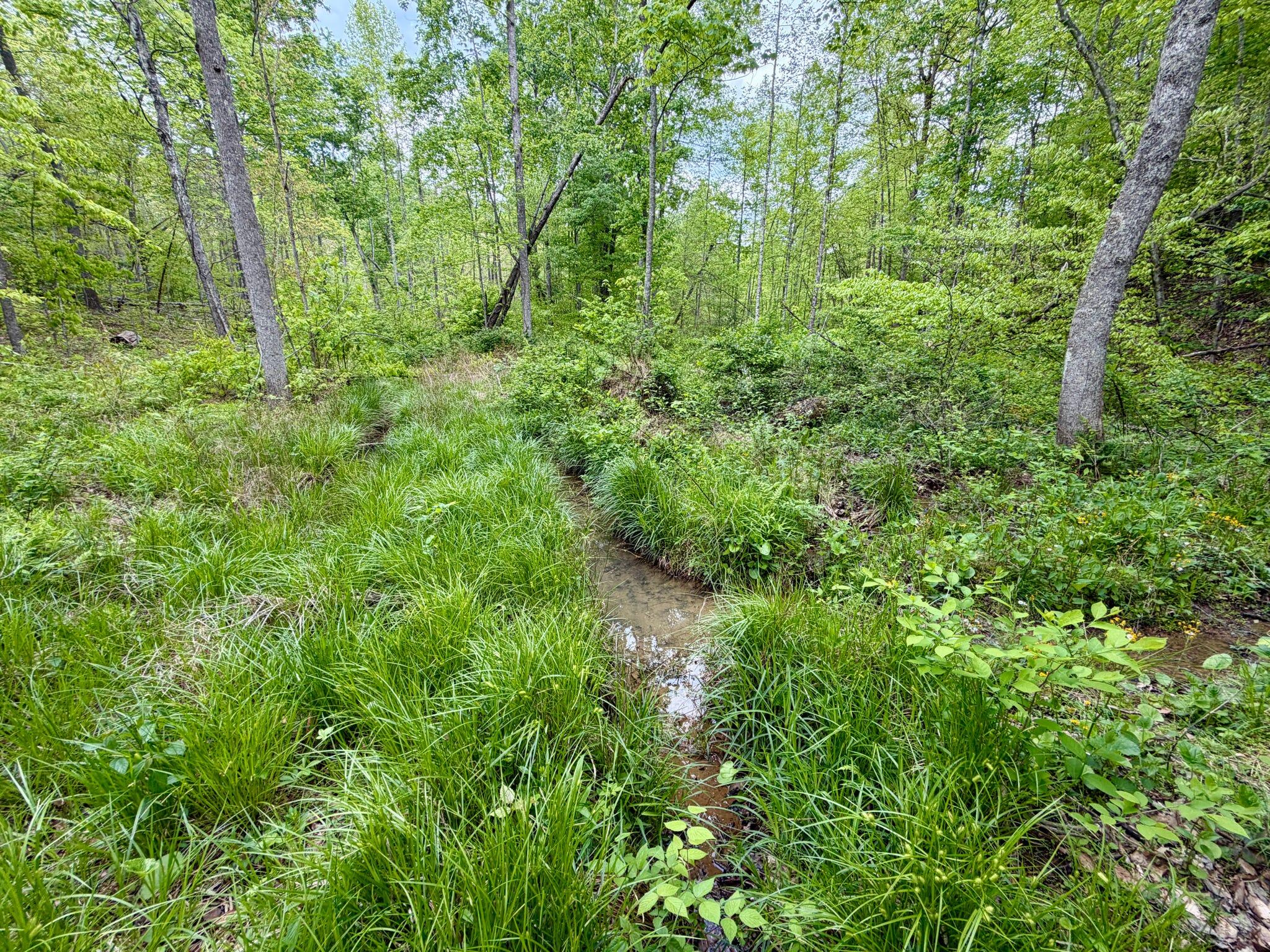 100 A Open Fork Road Morehead, KY 40351 - Photo 39 of 75 Streams