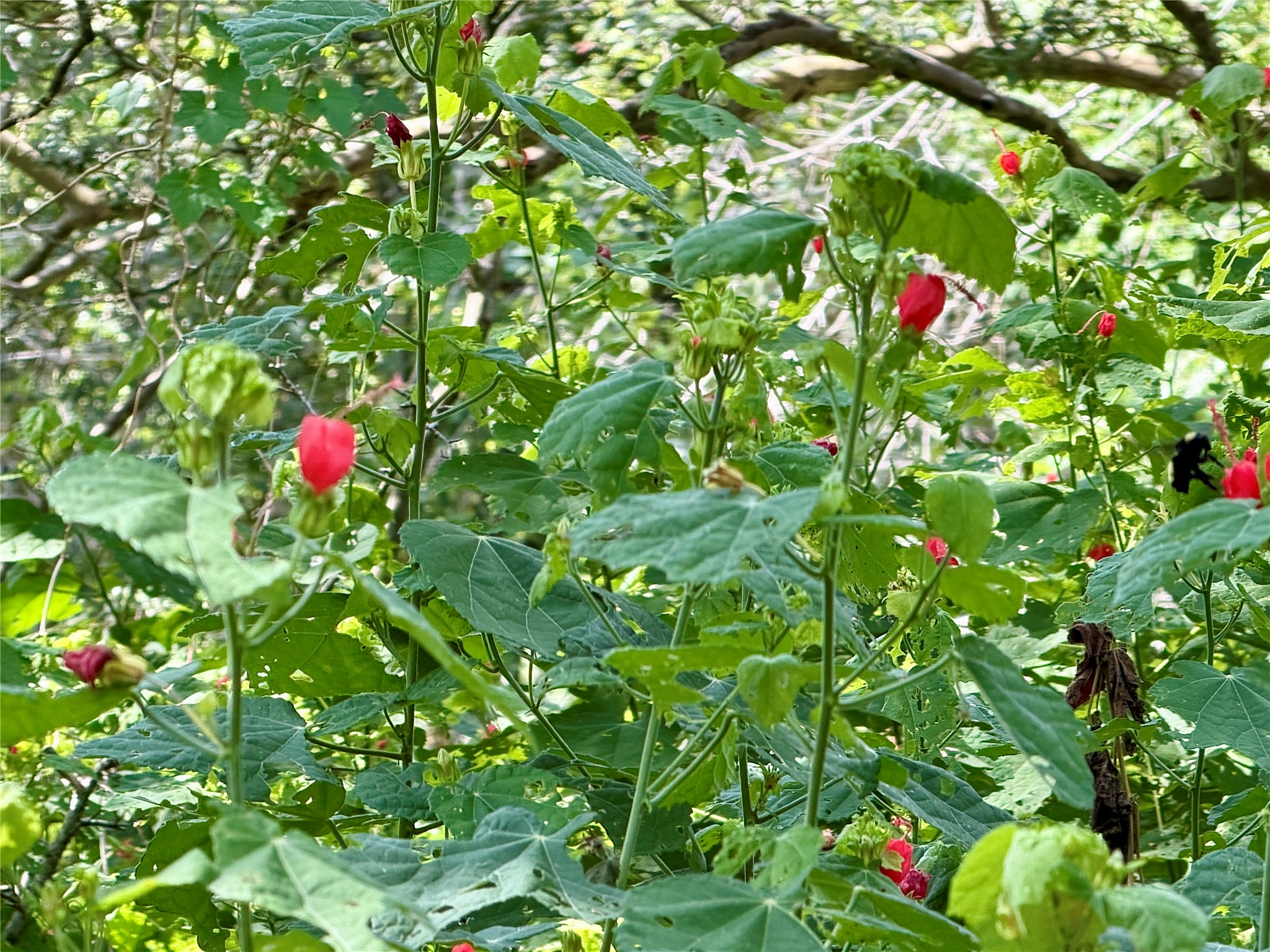 342 Riverside Drive Bastrop, TX 78602 - Photo 14 of 23 Lovely Turk's cap plants all throughout!