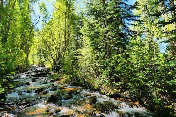 a view of a forest