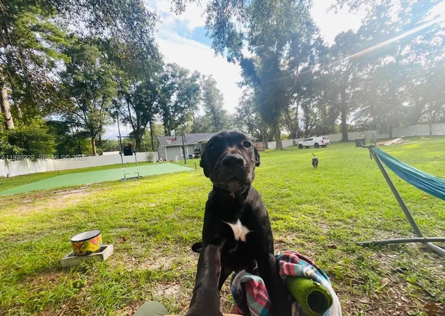 a view of swimming pool with a garden and trees