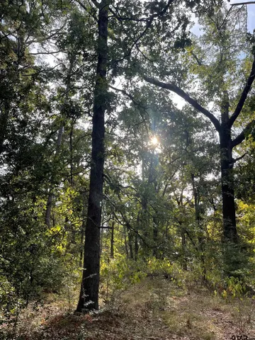 a tree in the middle of forest