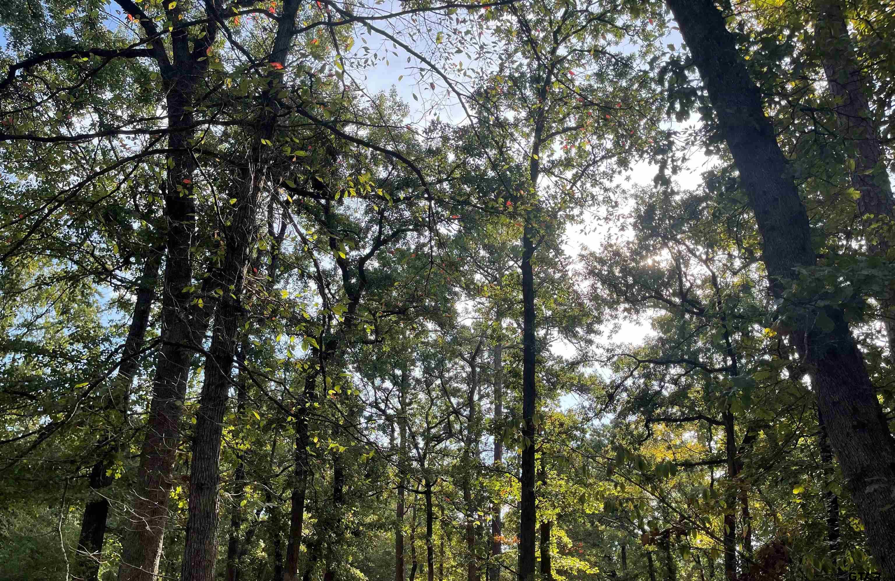 246 Spring Lake Knoll Trail Holly Lake Ranch, TX 75765 - Photo 5 of 14