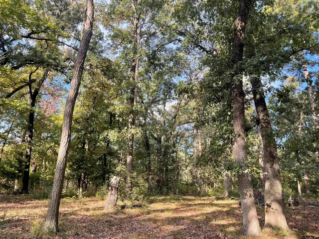 a view of a trees with a tree