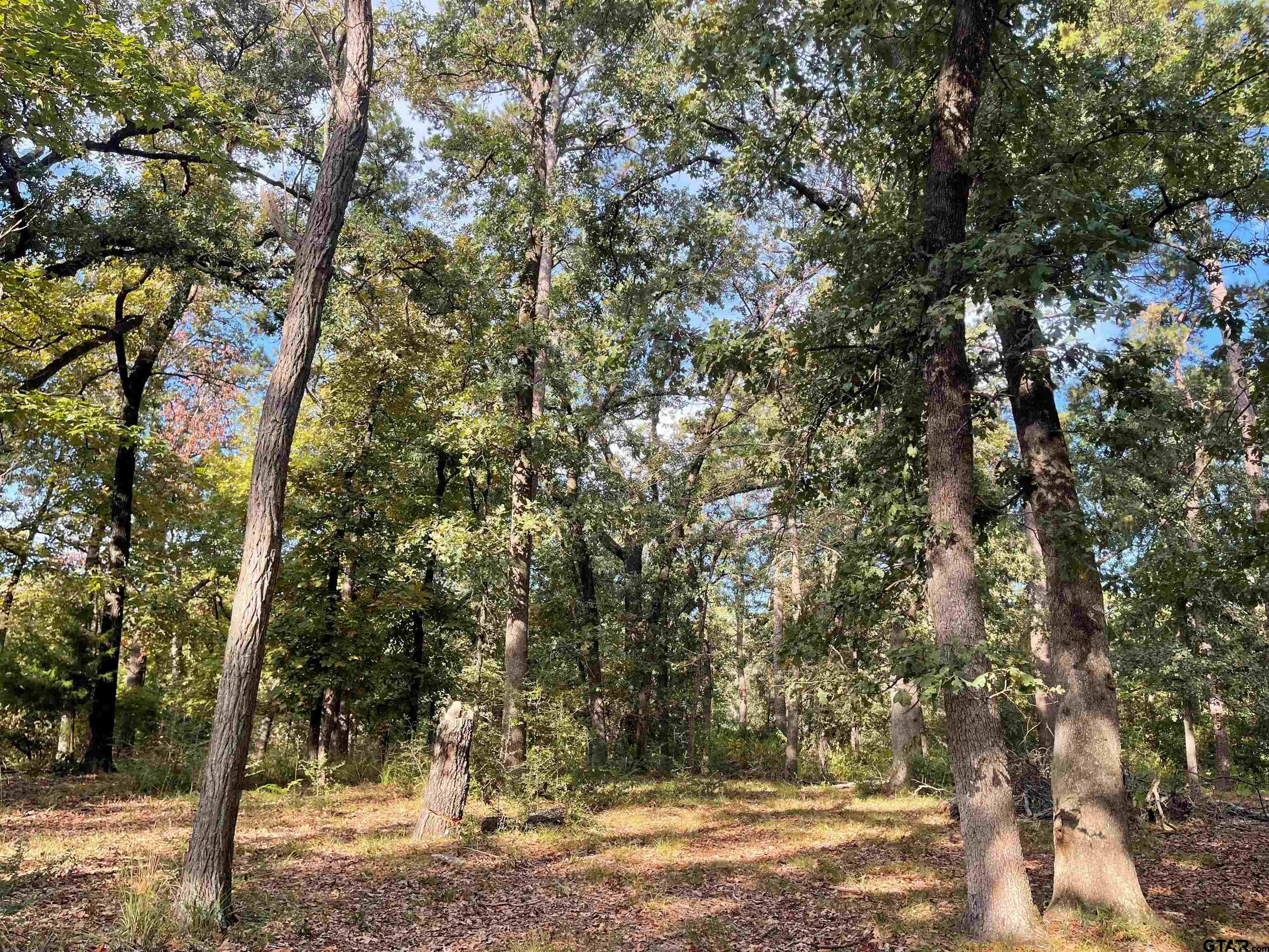 246 Spring Lake Knoll Trail Holly Lake Ranch, TX 75765 - Photo 6 of 14