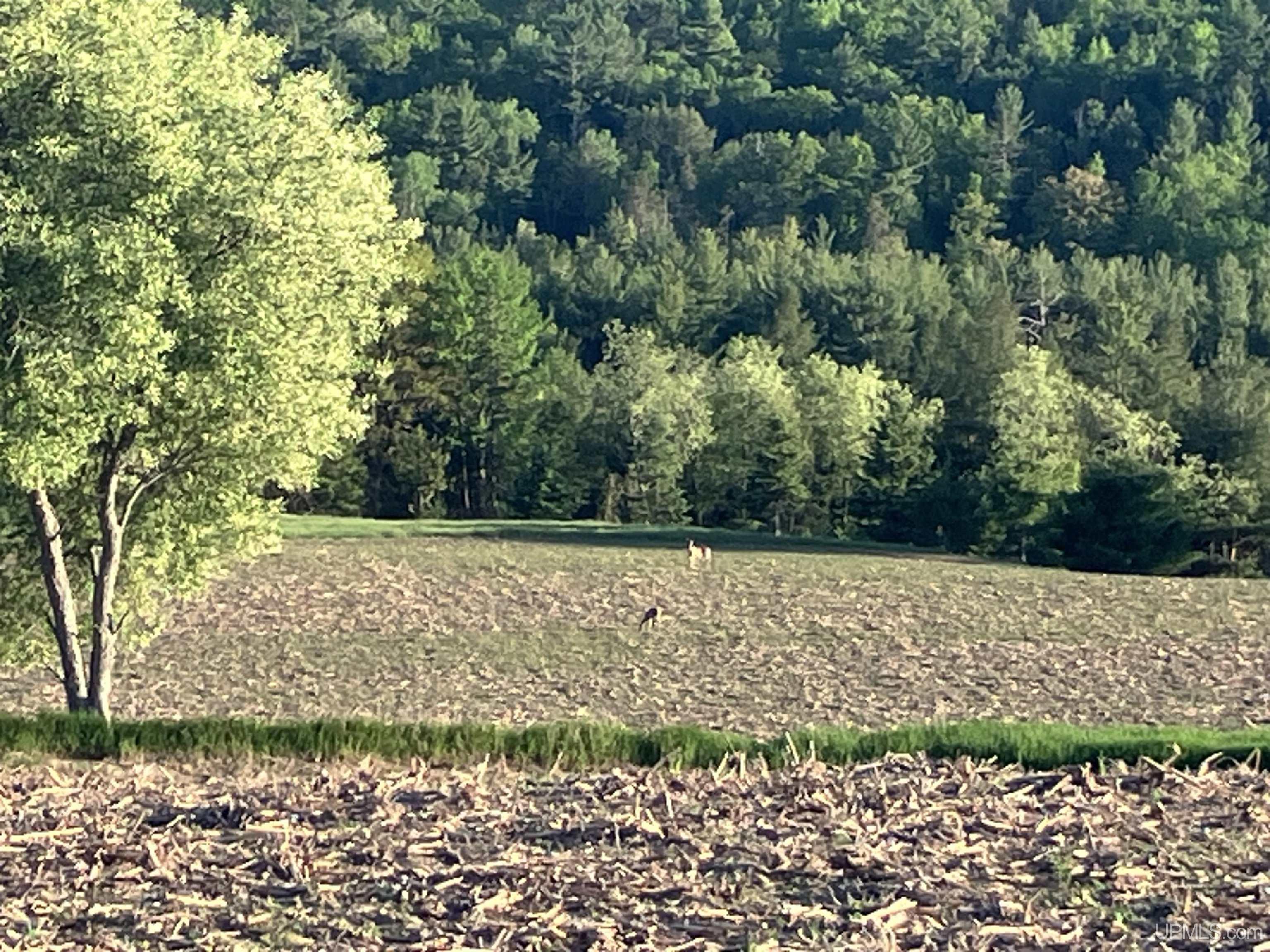 Tbd Pine Creek Road Vulcan, MI 49892 - Photo 1 of 8