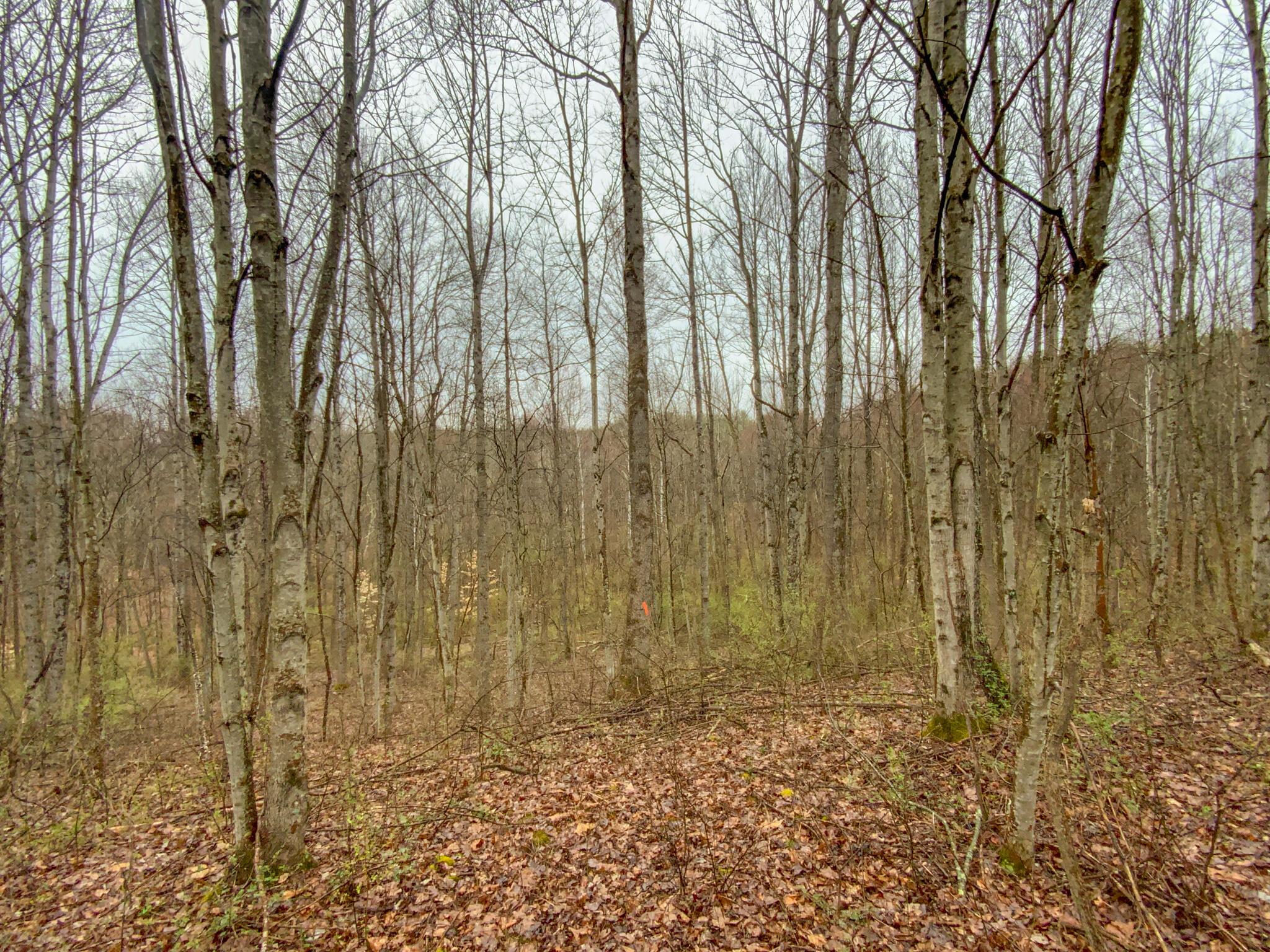 0 Twp Road Caldwell, OH 43724 - Photo 12 of 25 IMG_5485
