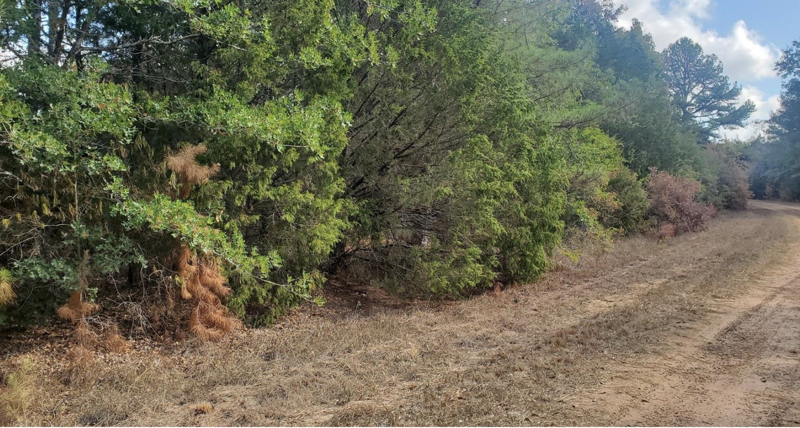 0 Drake Hempstead, TX 77445 - Photo 5 of 5 a view of a forest with lots of trees