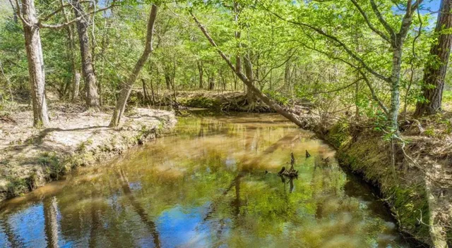 a view of yard with trees
