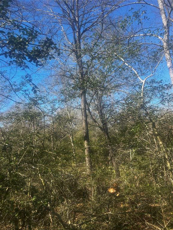 799 LCR 799 Groesbeck, TX 76642 - Photo 7 of 9 a view of a yard