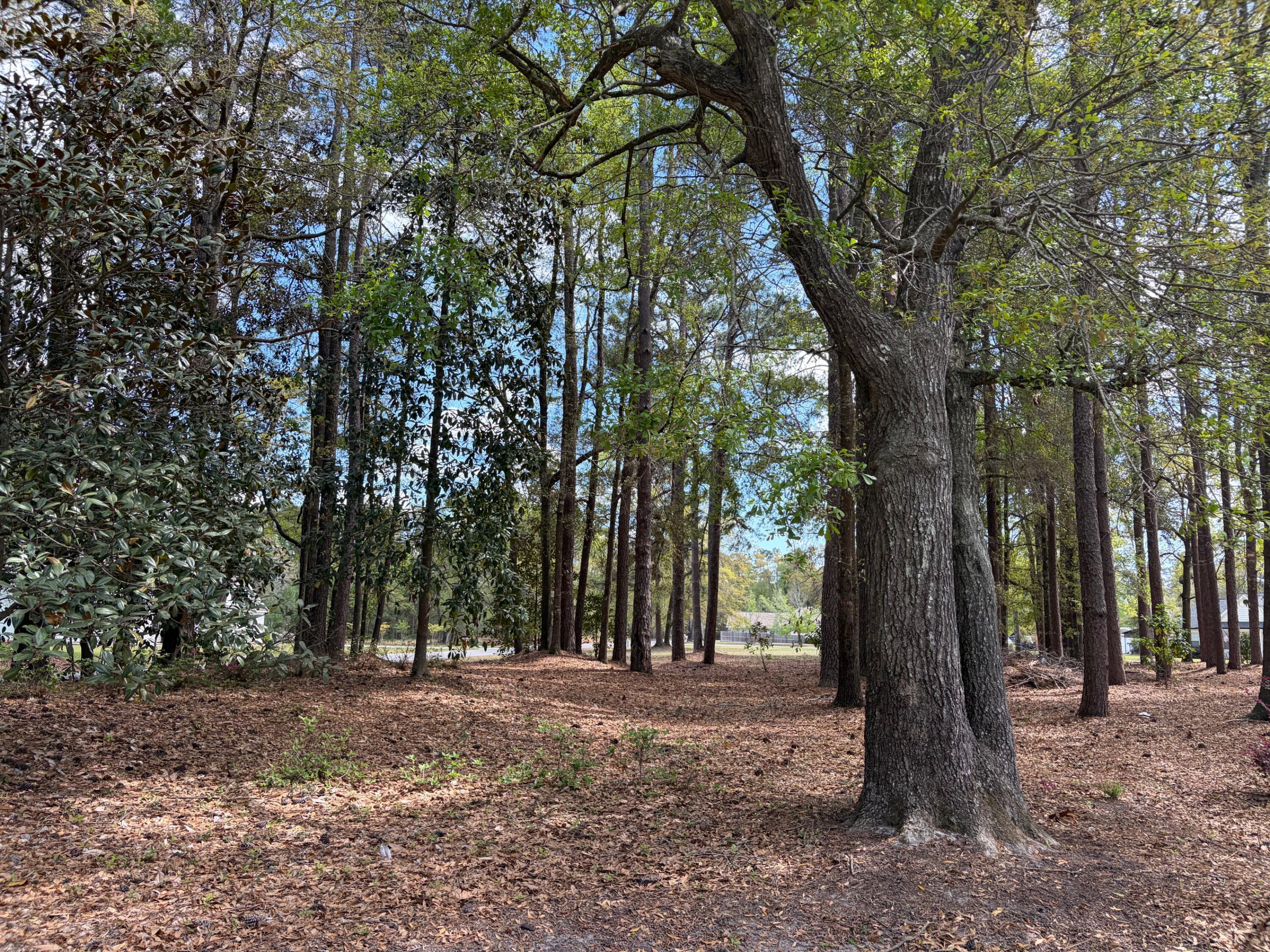 0 Otis Road Walterboro, SC 29488 - Photo 3 of 8