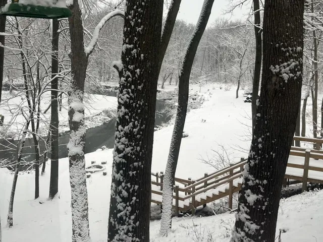 a view of a garden with plants