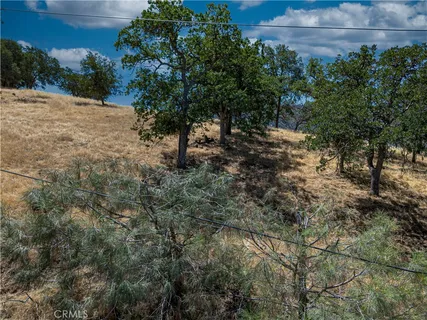 a view of a yard with plants and a tree