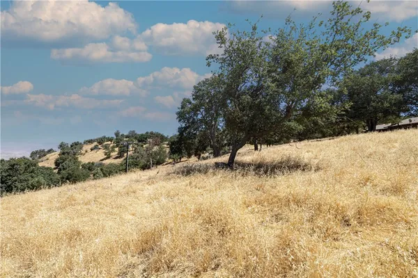 a view of a dry yard with trees