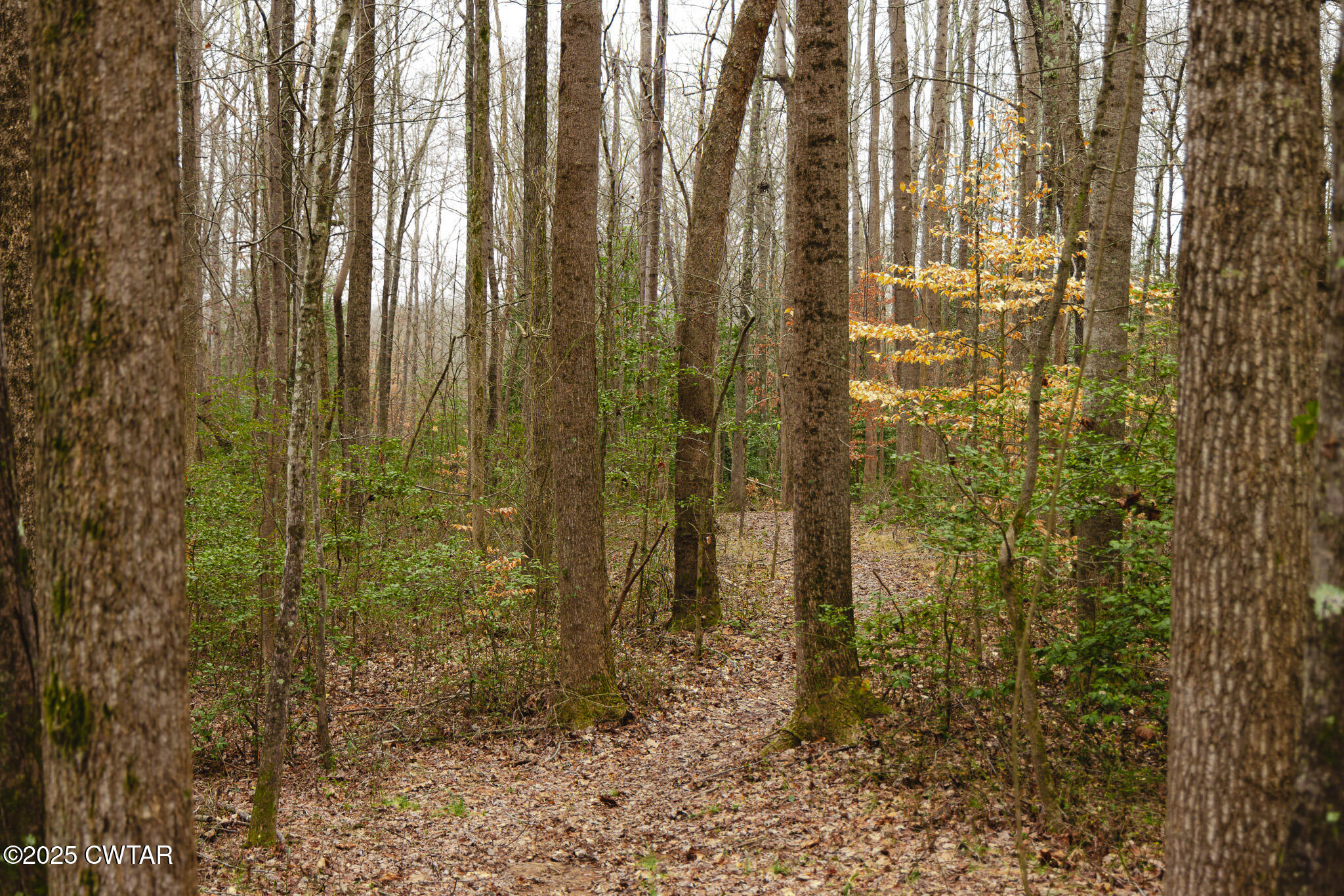 1421 Copper Spring Road Springville, TN 38256 - Photo 47 of 79 FT8A2139