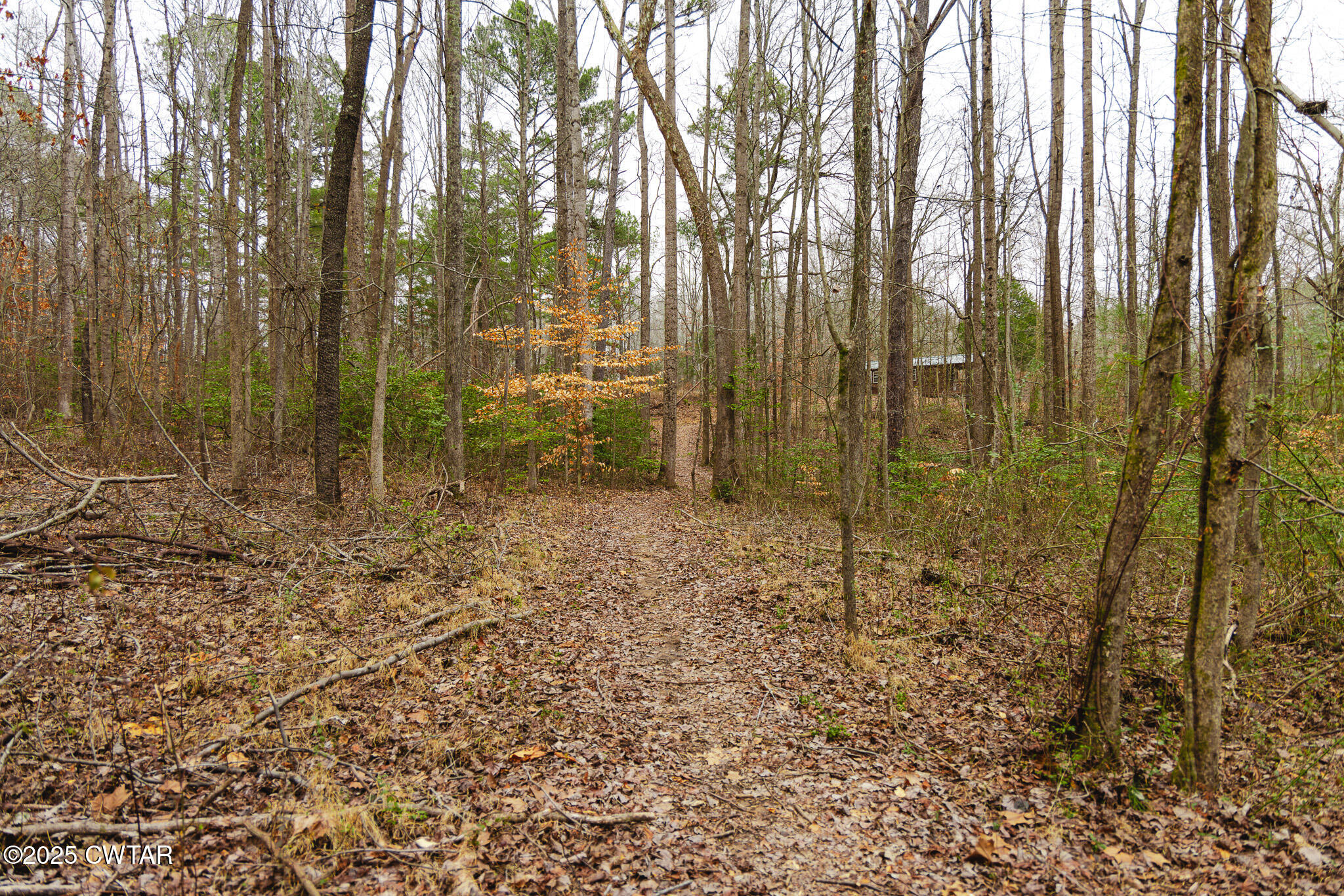 1421 Copper Spring Road Springville, TN 38256 - Photo 48 of 79 a view of a forest