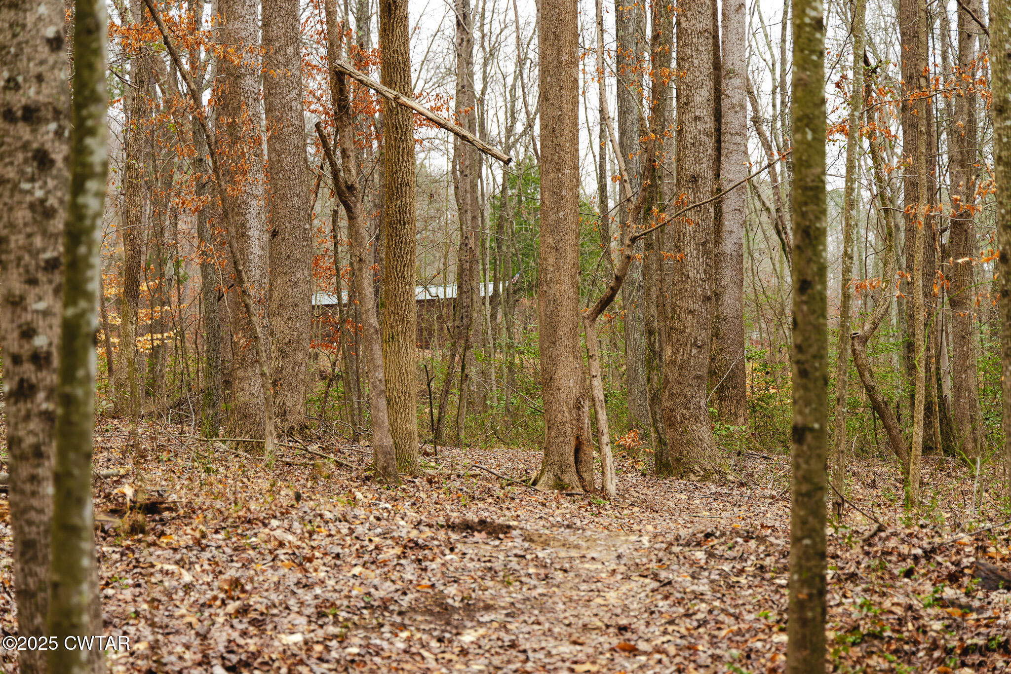 1421 Copper Spring Road Springville, TN 38256 - Photo 50 of 79 FT8A2135