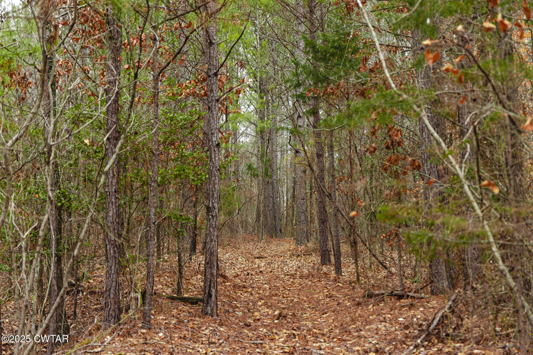 1421 Copper Spring Road Springville, TN 38256 - Photo 54 of 79 a view of a forest with trees in the background