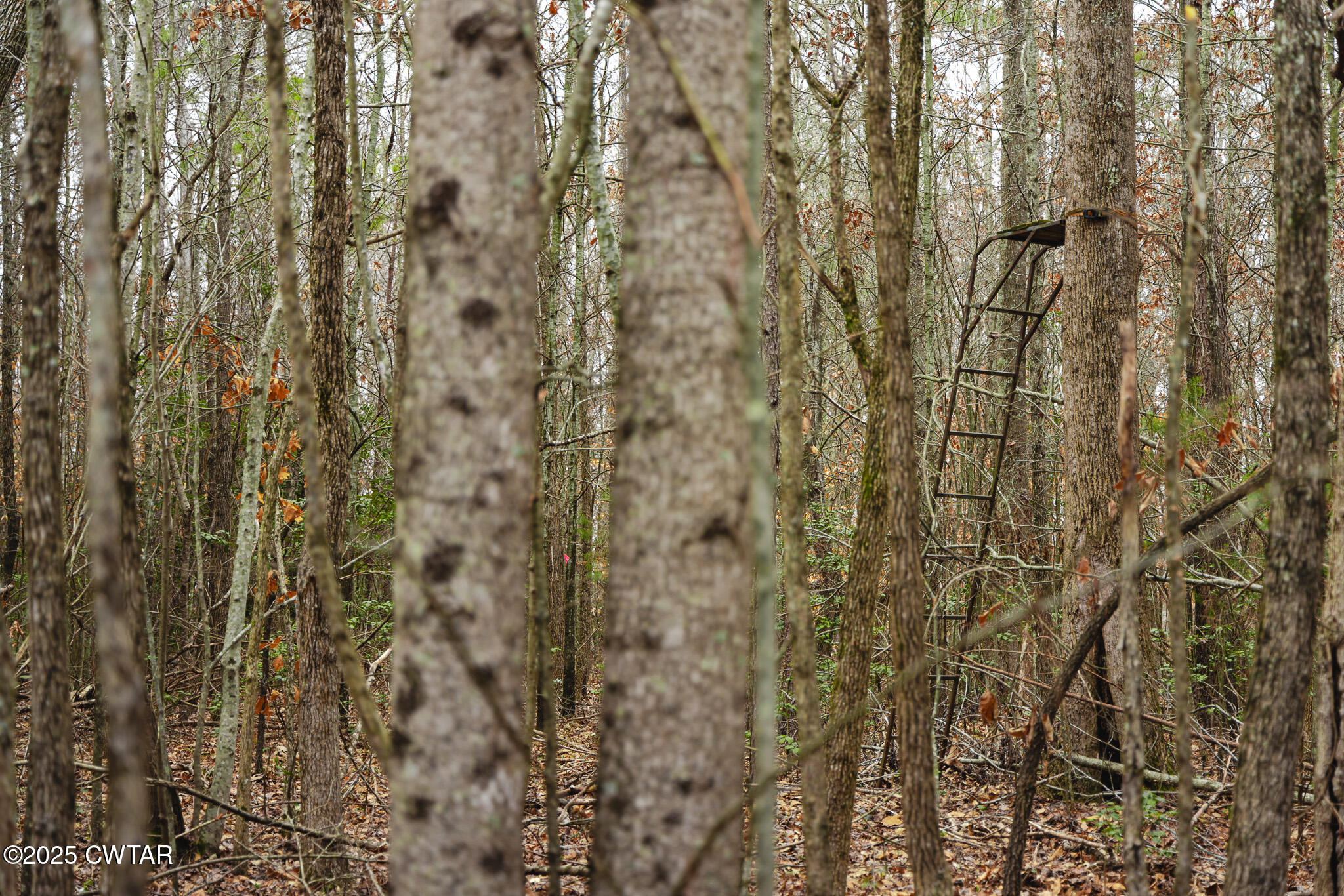 1421 Copper Spring Road Springville, TN 38256 - Photo 55 of 79 a close up of a plant in a forest