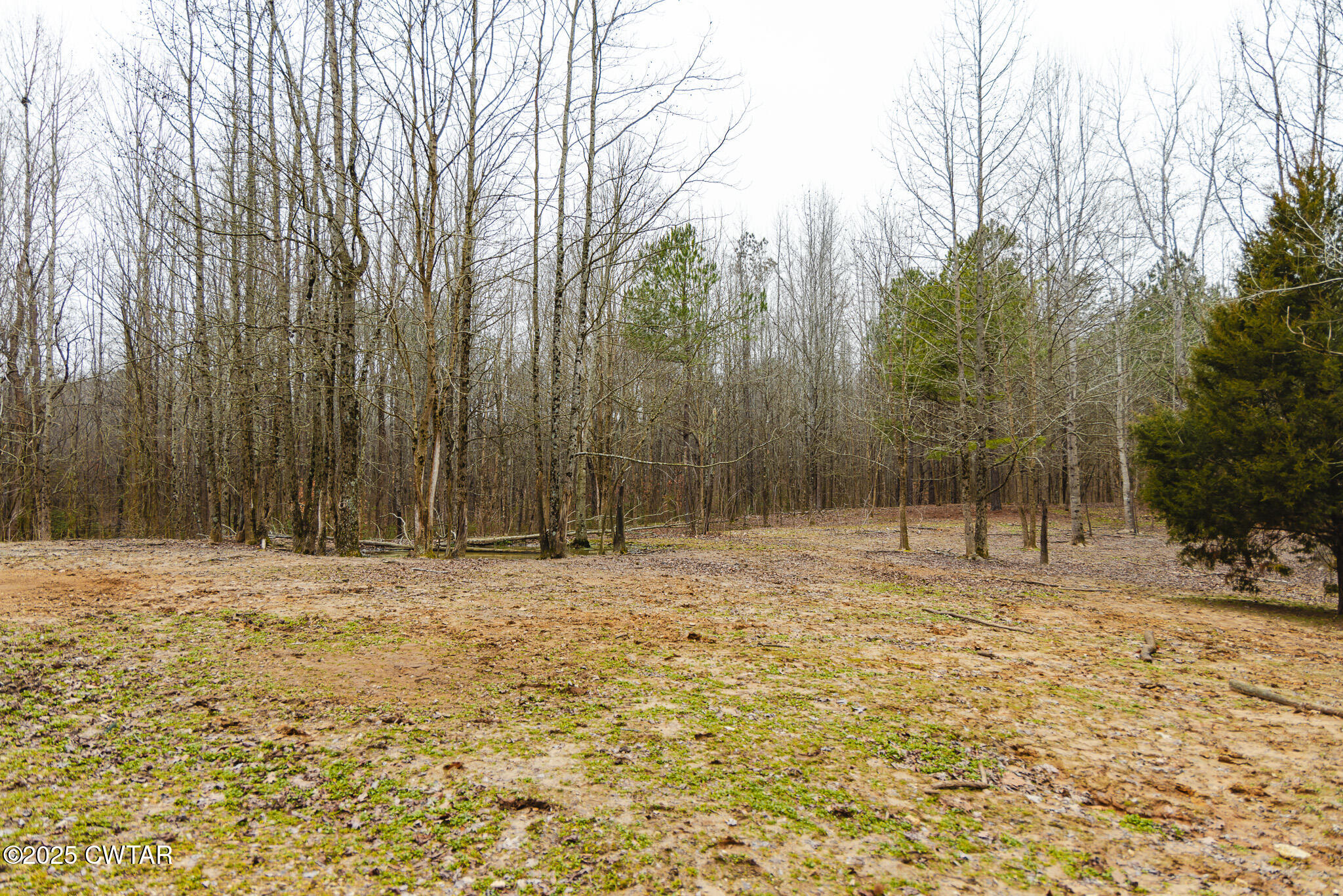1421 Copper Spring Road Springville, TN 38256 - Photo 69 of 79 a view of outdoor space with trees