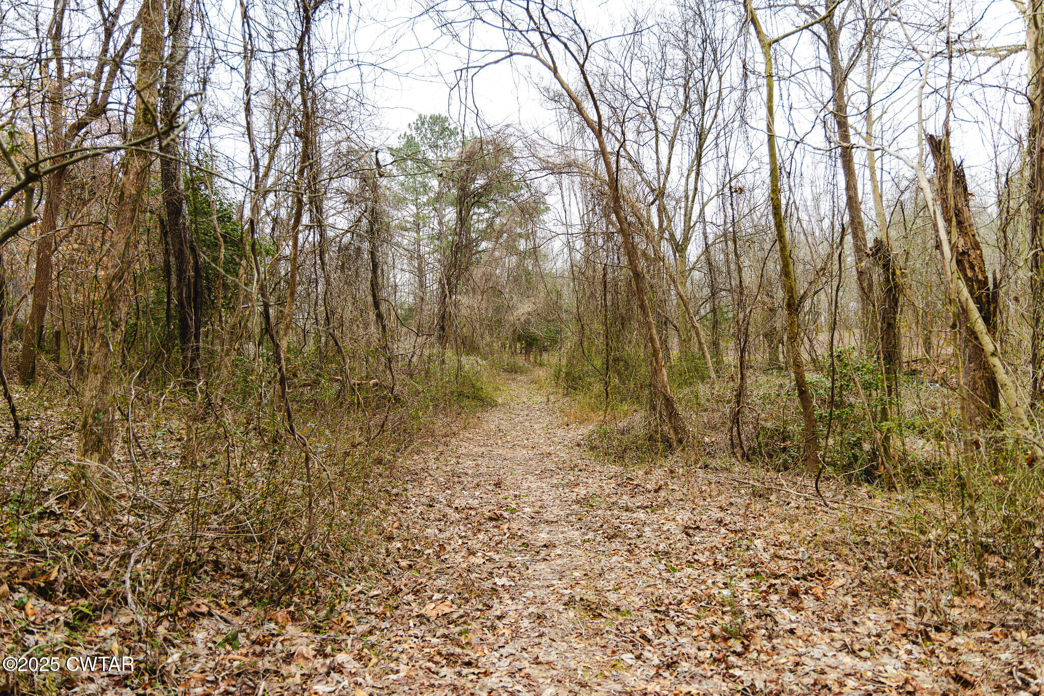 1421 Copper Spring Road Springville, TN 38256 - Photo 70 of 79 FT8A2167