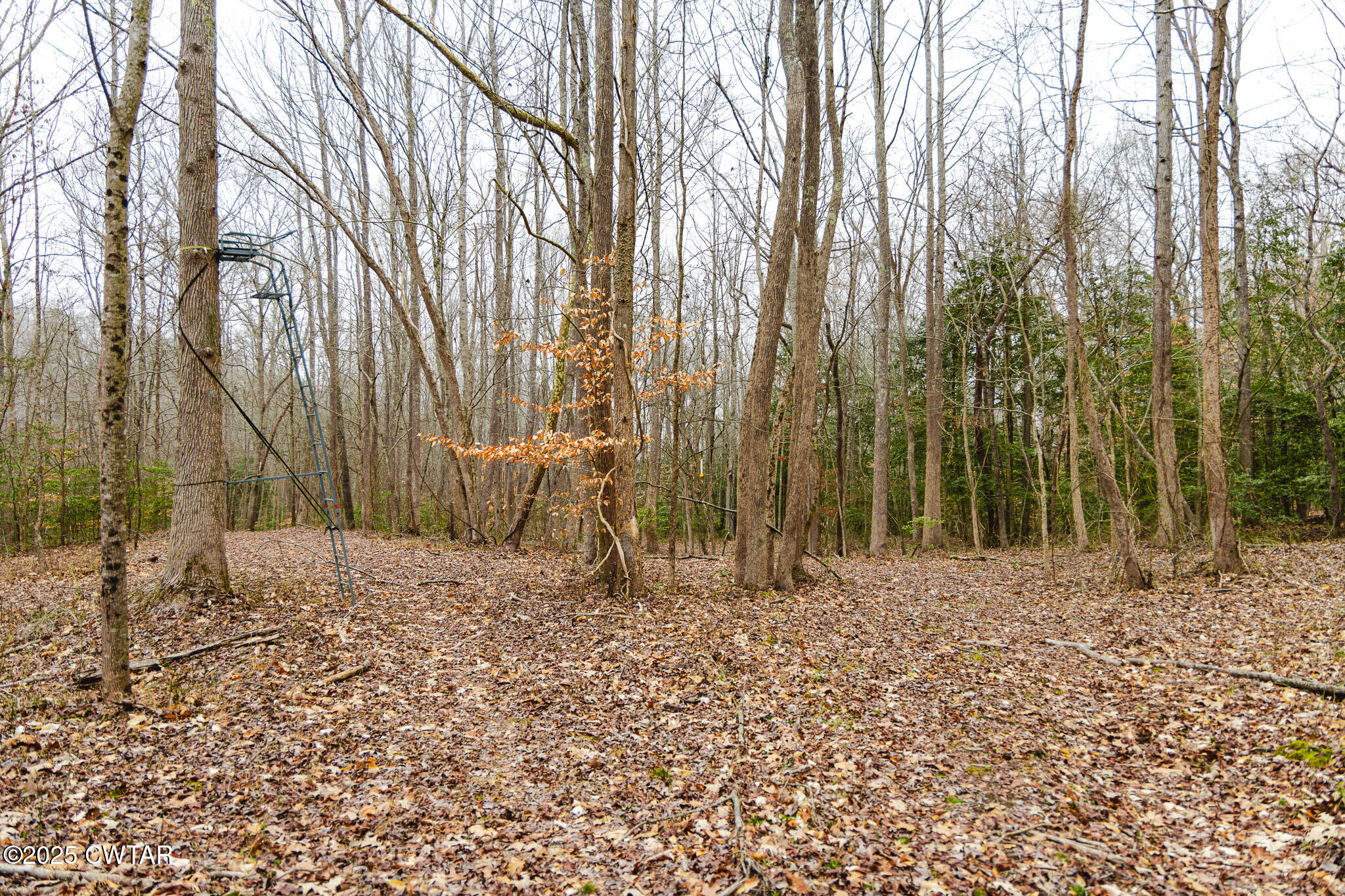 1421 Copper Spring Road Springville, TN 38256 - Photo 71 of 79 a backyard of a house with lots of green space