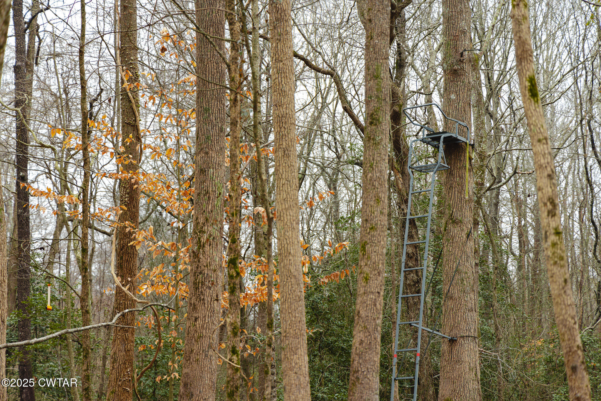 1421 Copper Spring Road Springville, TN 38256 - Photo 74 of 79 FT8A2180