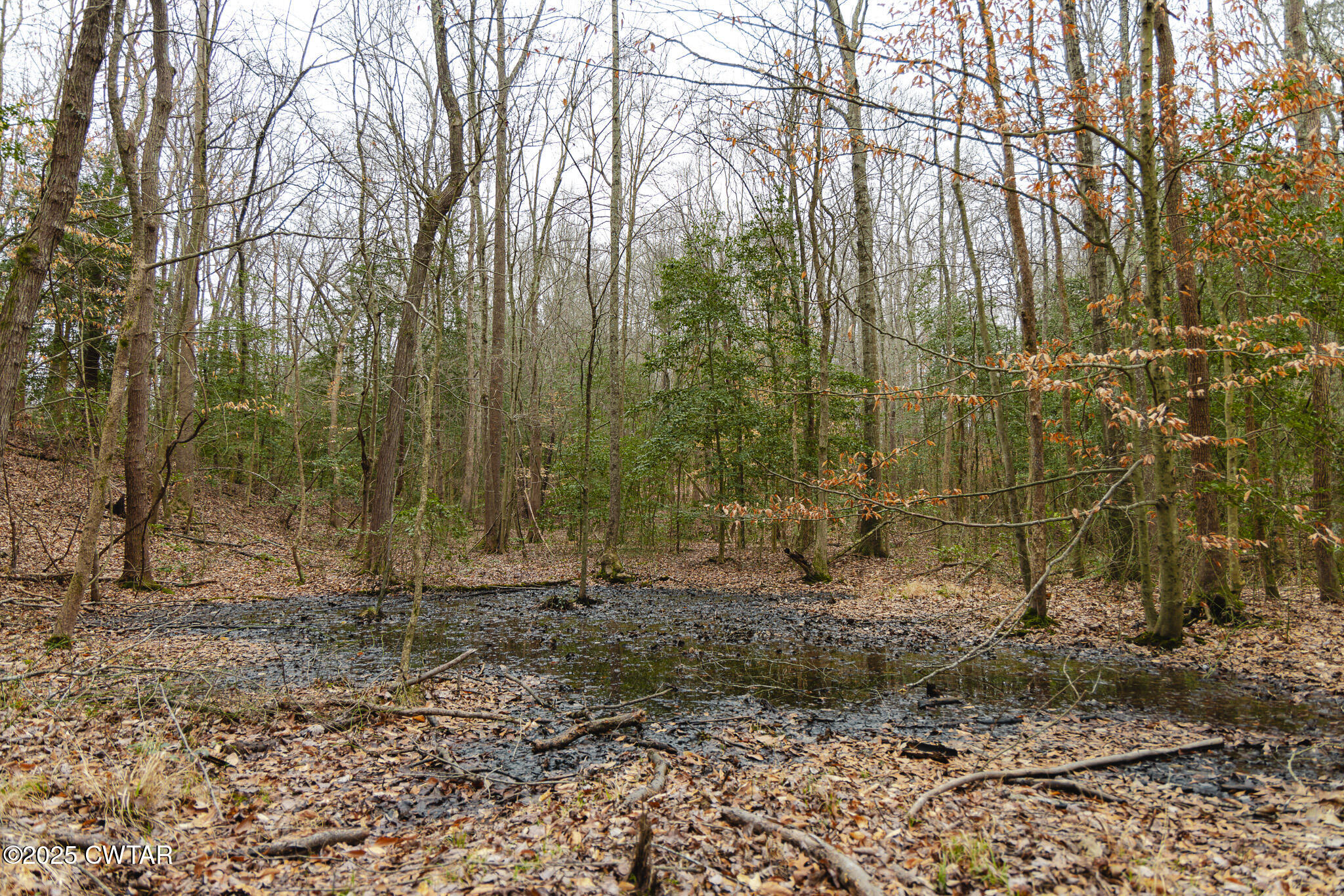 1421 Copper Spring Road Springville, TN 38256 - Photo 75 of 79 a view of outdoor space with trees
