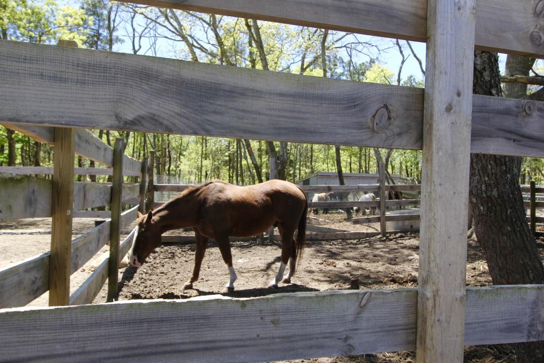 809 Sandwich Road East Falmouth, MA 02536 - Photo 6 of 20 a view of a porch with furniture and yard