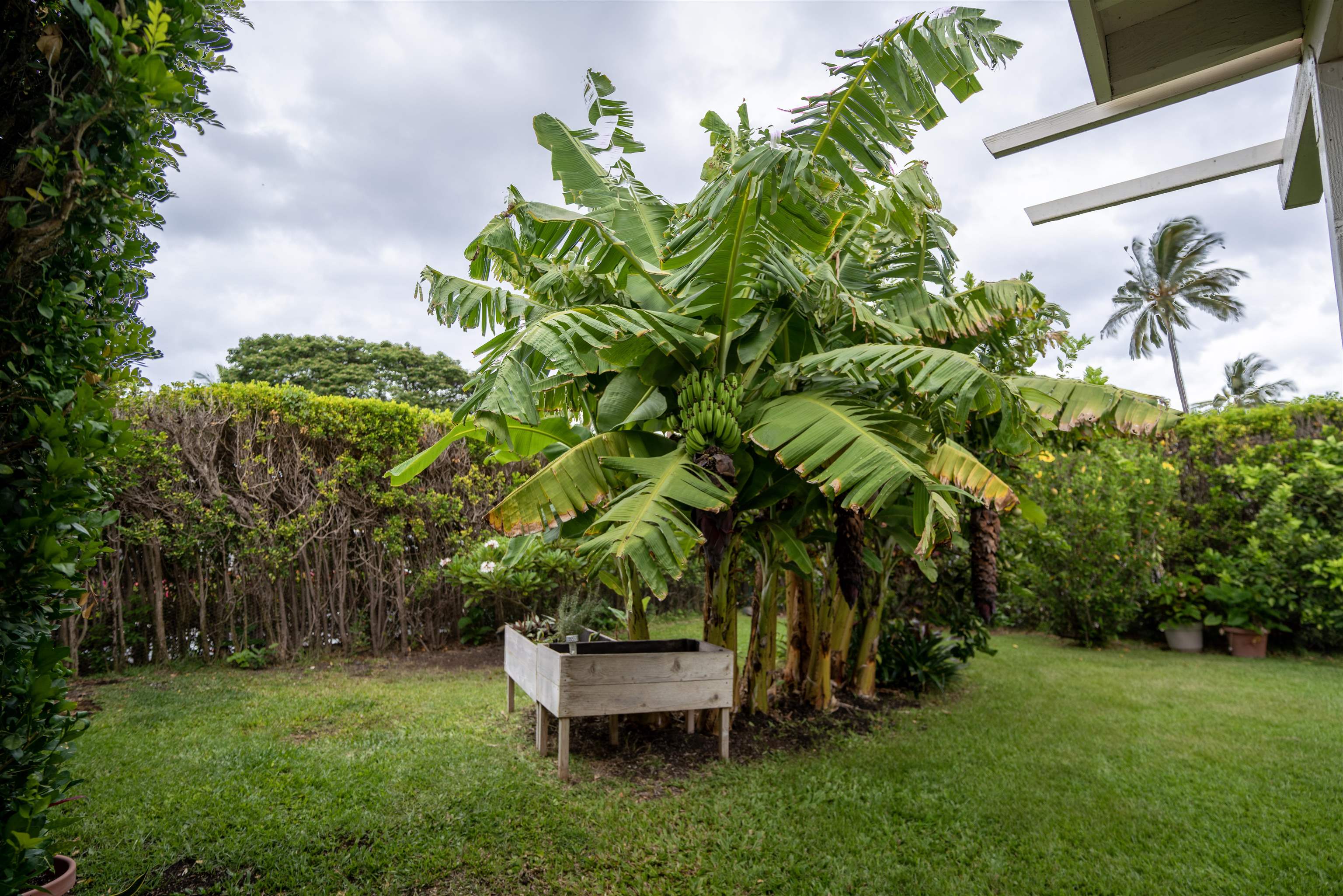 107 Mehani Place Kihei, HI 96753 - Photo 30 of 30 a view of a backyard with a garden