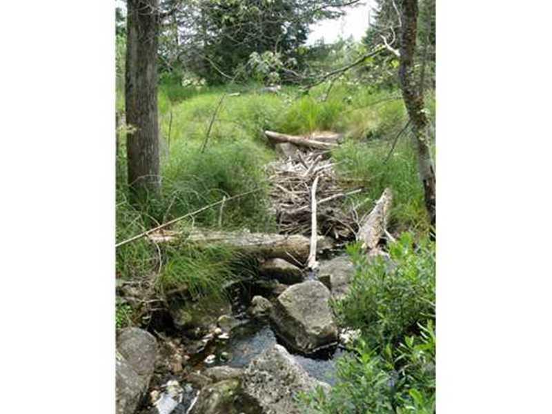 0 Southwest Brook Road Beddington, ME 04622 - Photo 6 of 16 Land/Lot. Looking up the brook from...