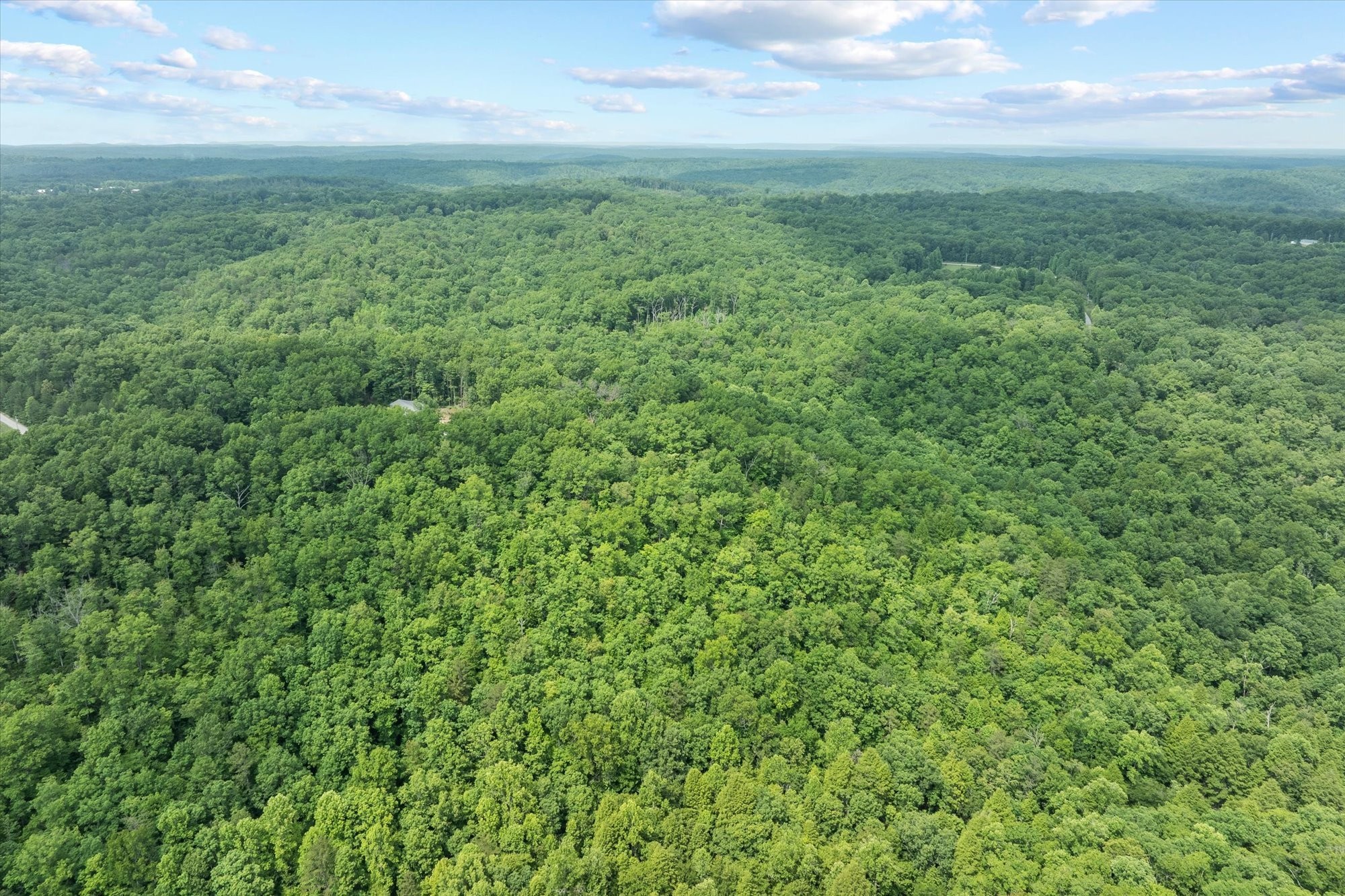 280 Paradise Crawford, TN 38554 - Photo 18 of 21 a view of a big yard with plants and large trees