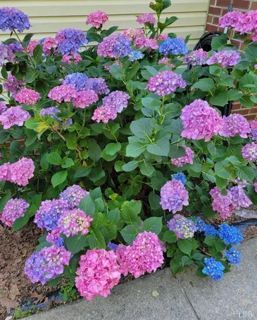 $329,900 | 3105 Horseshoe Road, Appomattox, VA 24522