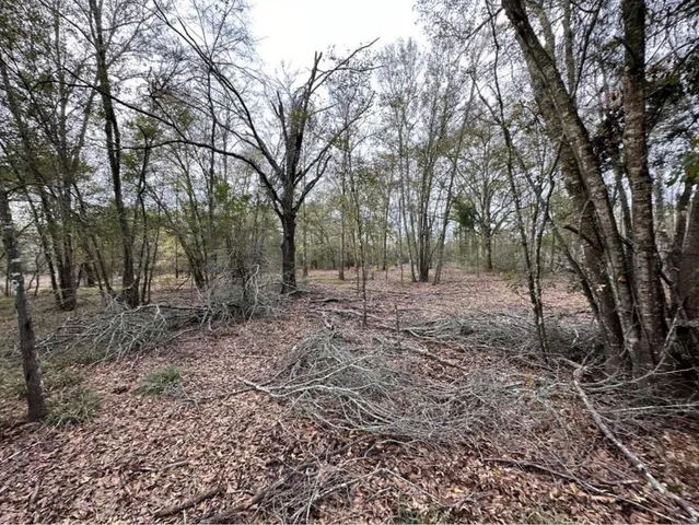 a view of a forest with trees in the background