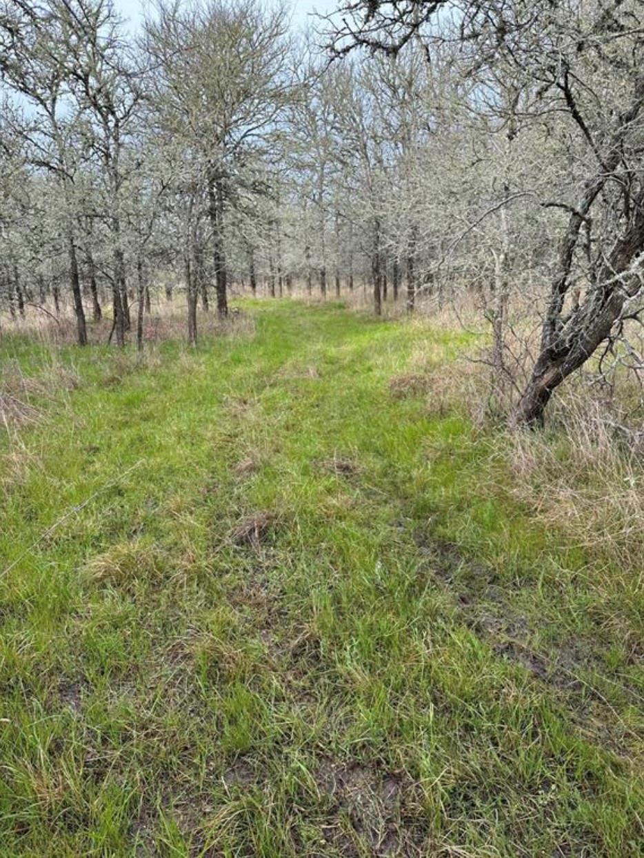 0 Fm 141 Dime Box, TX 77853 - Photo 10 of 12 a view of outdoor space with trees all around
