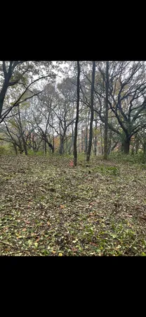 a view of a yard with large trees
