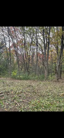 a view of a yard
