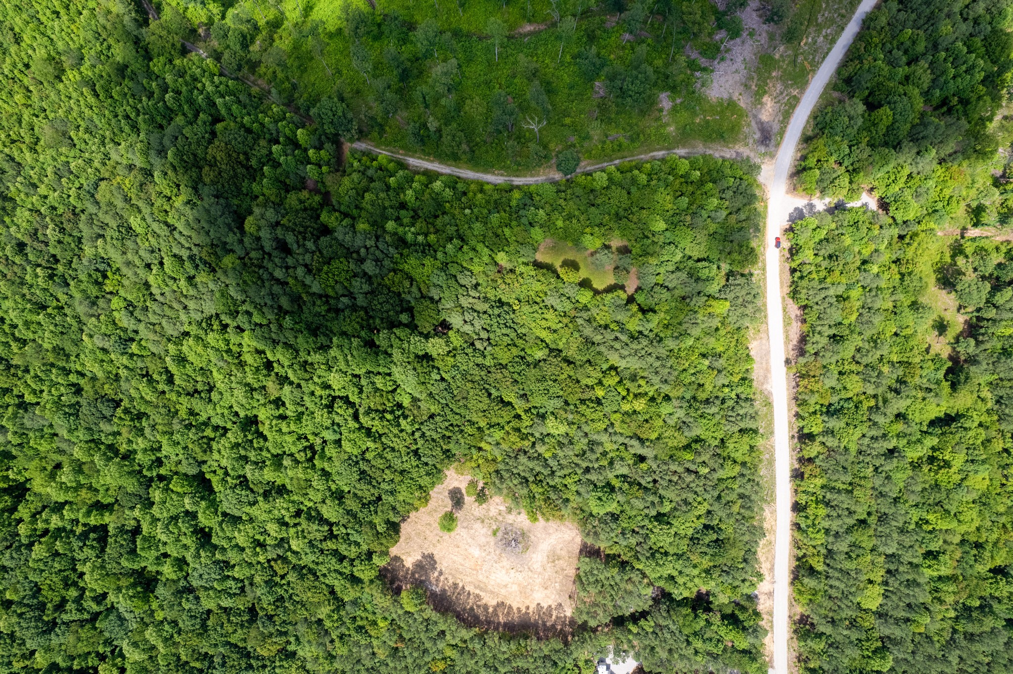 0 Topside Drive Spencer, TN 38585 - Photo 7 of 9 a close up of a plant in a garden
