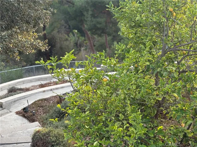 a view of a yard with plants
