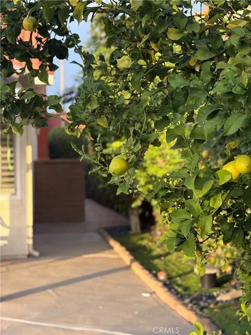 a view of a tree is standing in between the yard