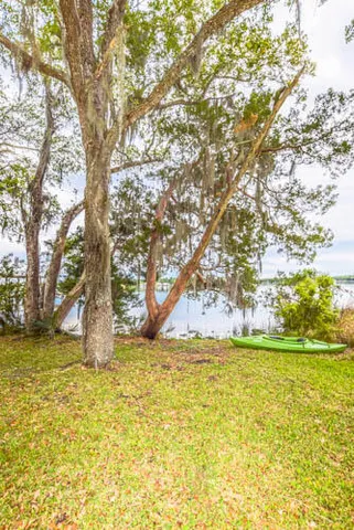 a large body of water with a tree
