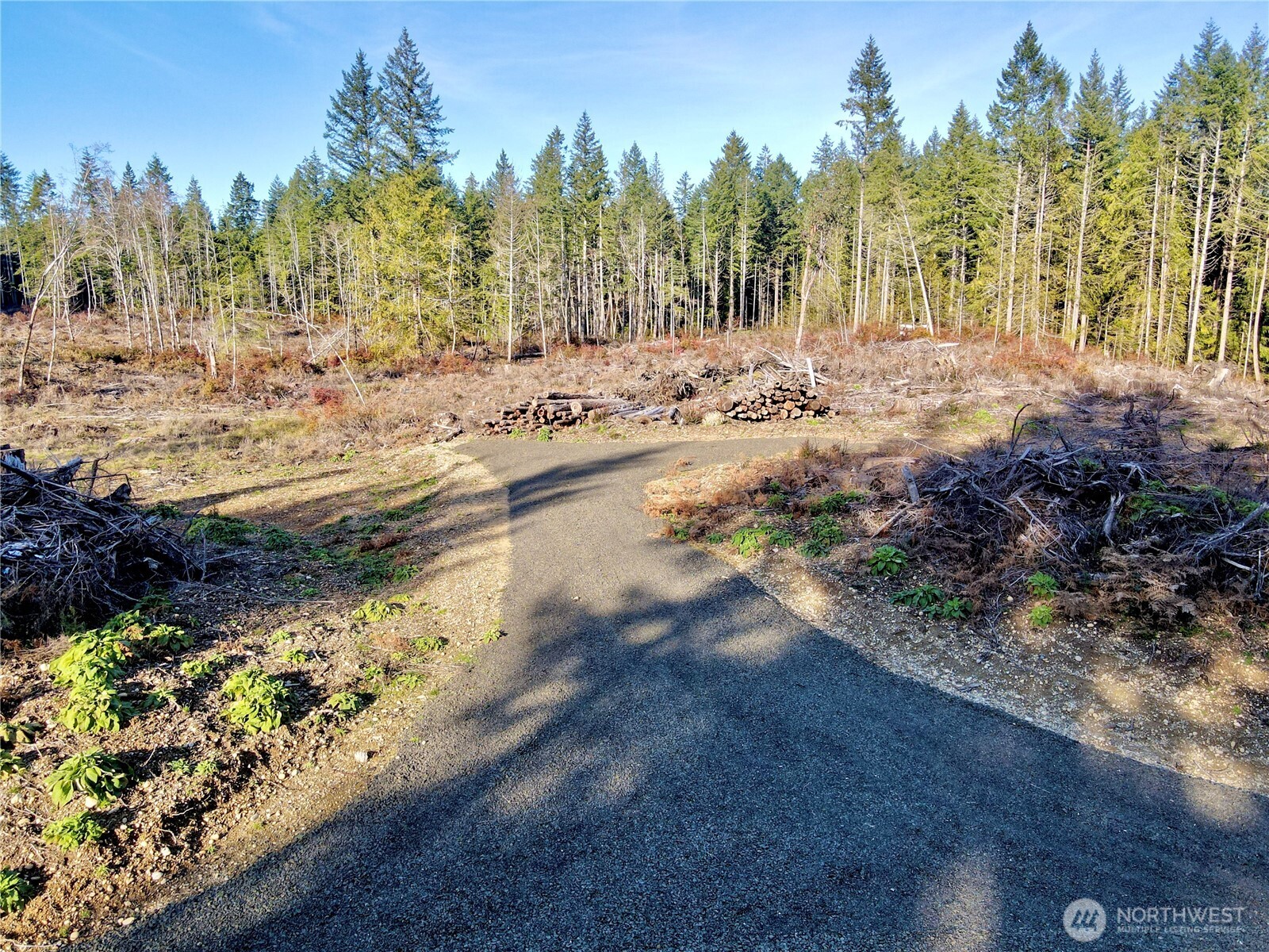 250 East Solbakk Veien Road Shelton, WA 98584 - Photo 11 of 39 a view of dirt yard with a large tree