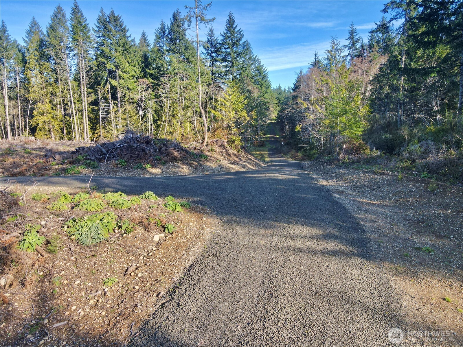 250 East Solbakk Veien Road Shelton, WA 98584 - Photo 16 of 39 a view of a yard with an trees