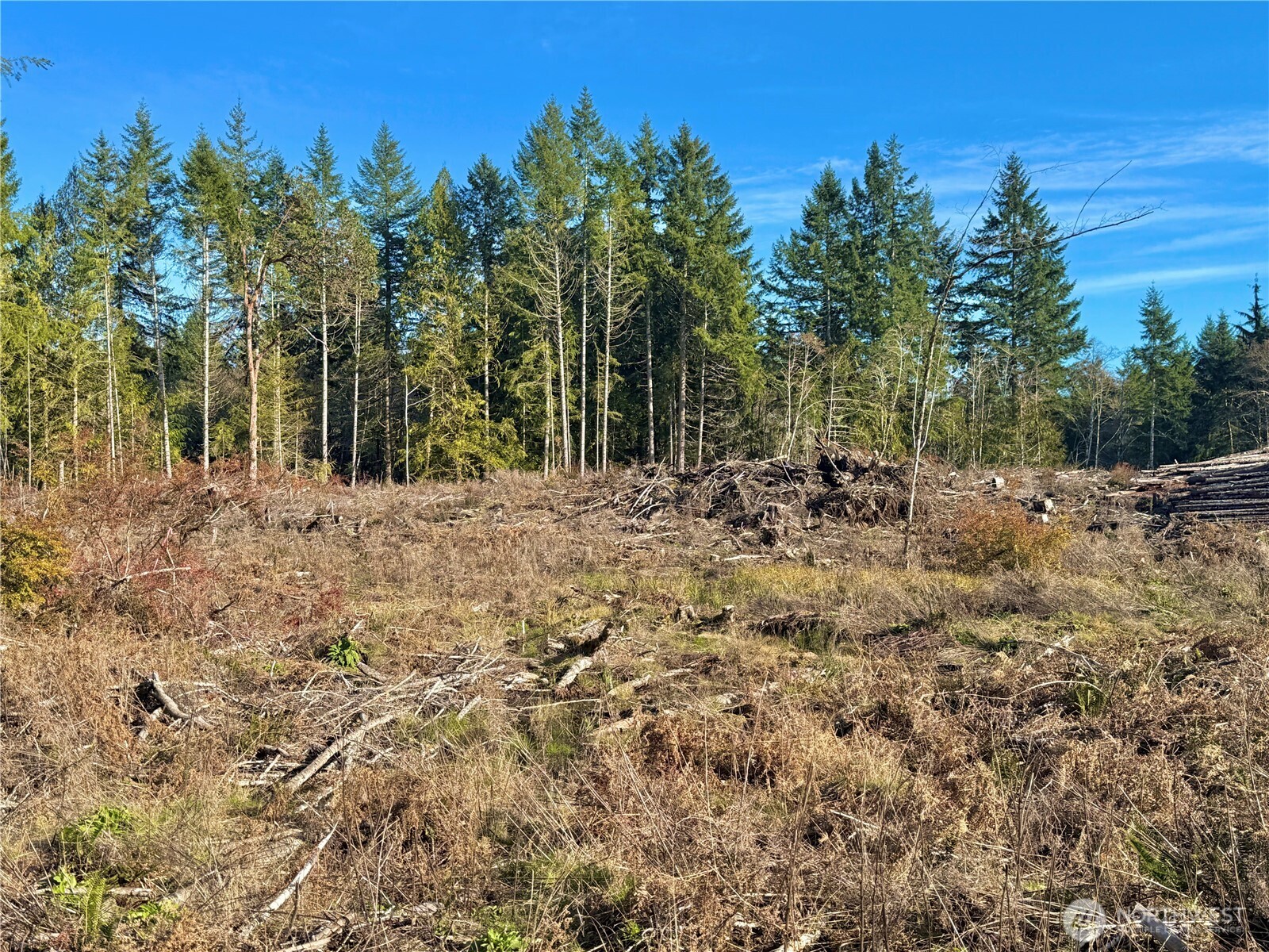 250 East Solbakk Veien Road Shelton, WA 98584 - Photo 20 of 39 a view of a yard covered with trees