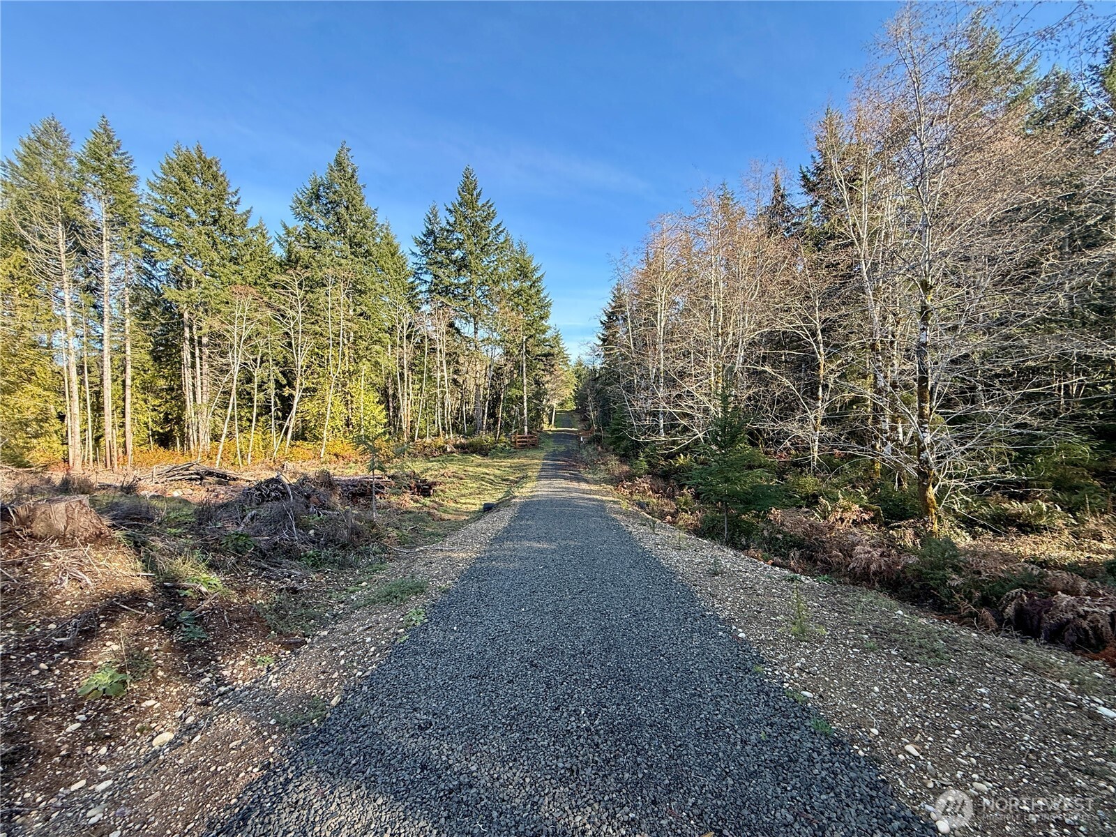 250 East Solbakk Veien Road Shelton, WA 98584 - Photo 2 of 39 a view of dirt yard with large trees