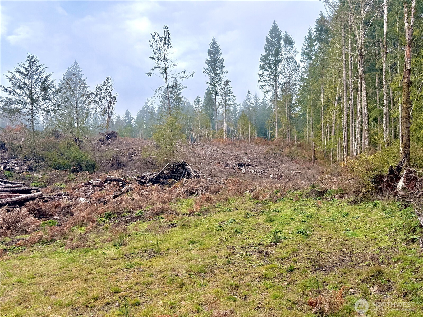 250 East Solbakk Veien Road Shelton, WA 98584 - Photo 25 of 39 a view of a yard with trees in the background