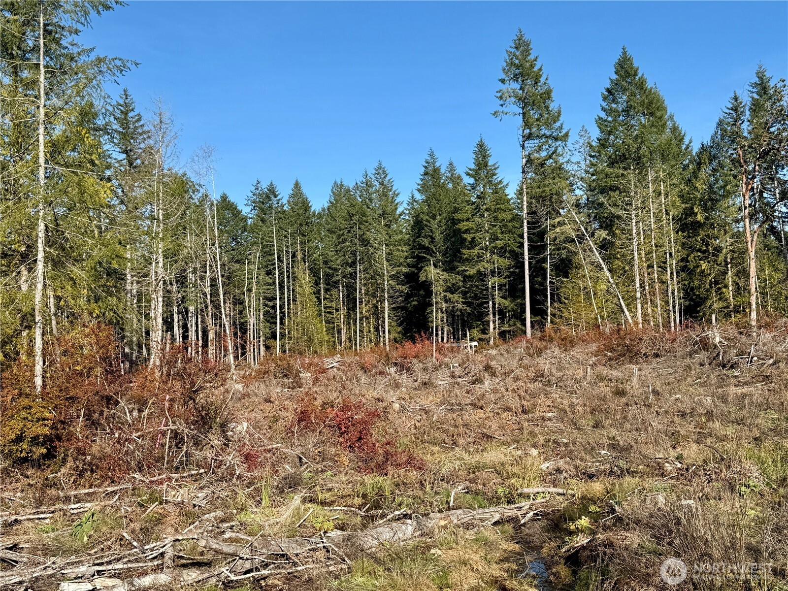 250 East Solbakk Veien Road Shelton, WA 98584 - Photo 26 of 39 a view of a forest with trees in the background