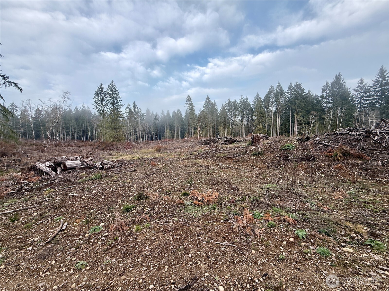 250 East Solbakk Veien Road Shelton, WA 98584 - Photo 32 of 39 a view of a dry yard with trees