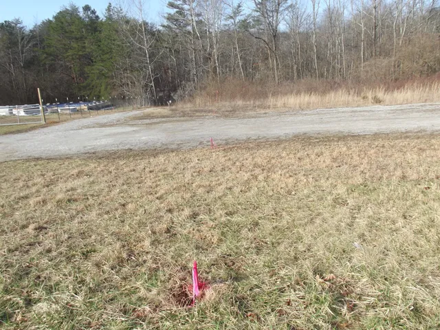 a view of a yard with a tree